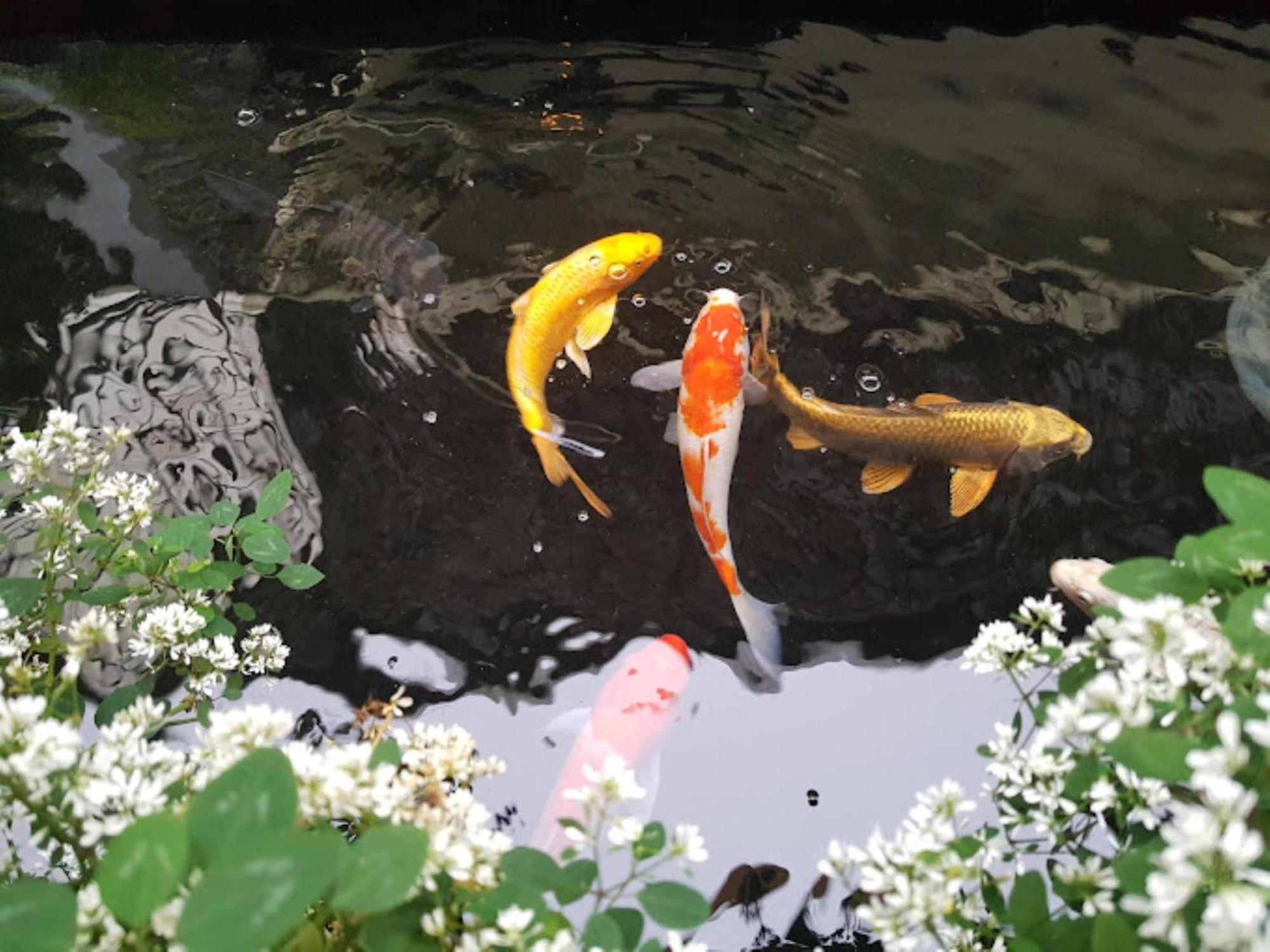 Vuon Tra Homestay Mang Den Kon Von Kla Buitenkant foto